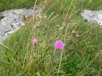 Burren purple puff flowers.jpg